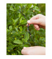 Plafonnier de jardin Garden PVC Noir 160 ampoules 2cm